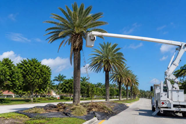 Row of royal palms on a boulevard median mid-trim, finished crowns full and round